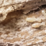 Jasa Anti Rayap Profesional untuk Melindungi Rumah dari Kerusakan