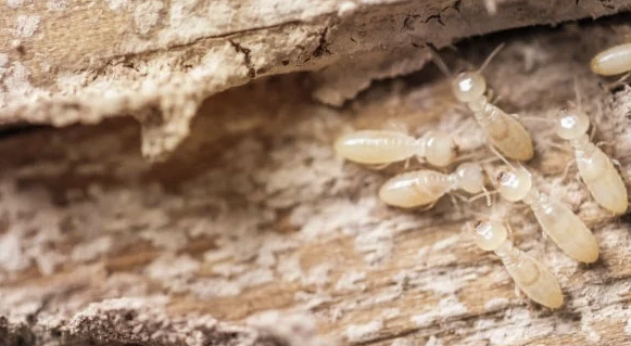 Jasa Anti Rayap Profesional untuk Melindungi Rumah dari Kerusakan
